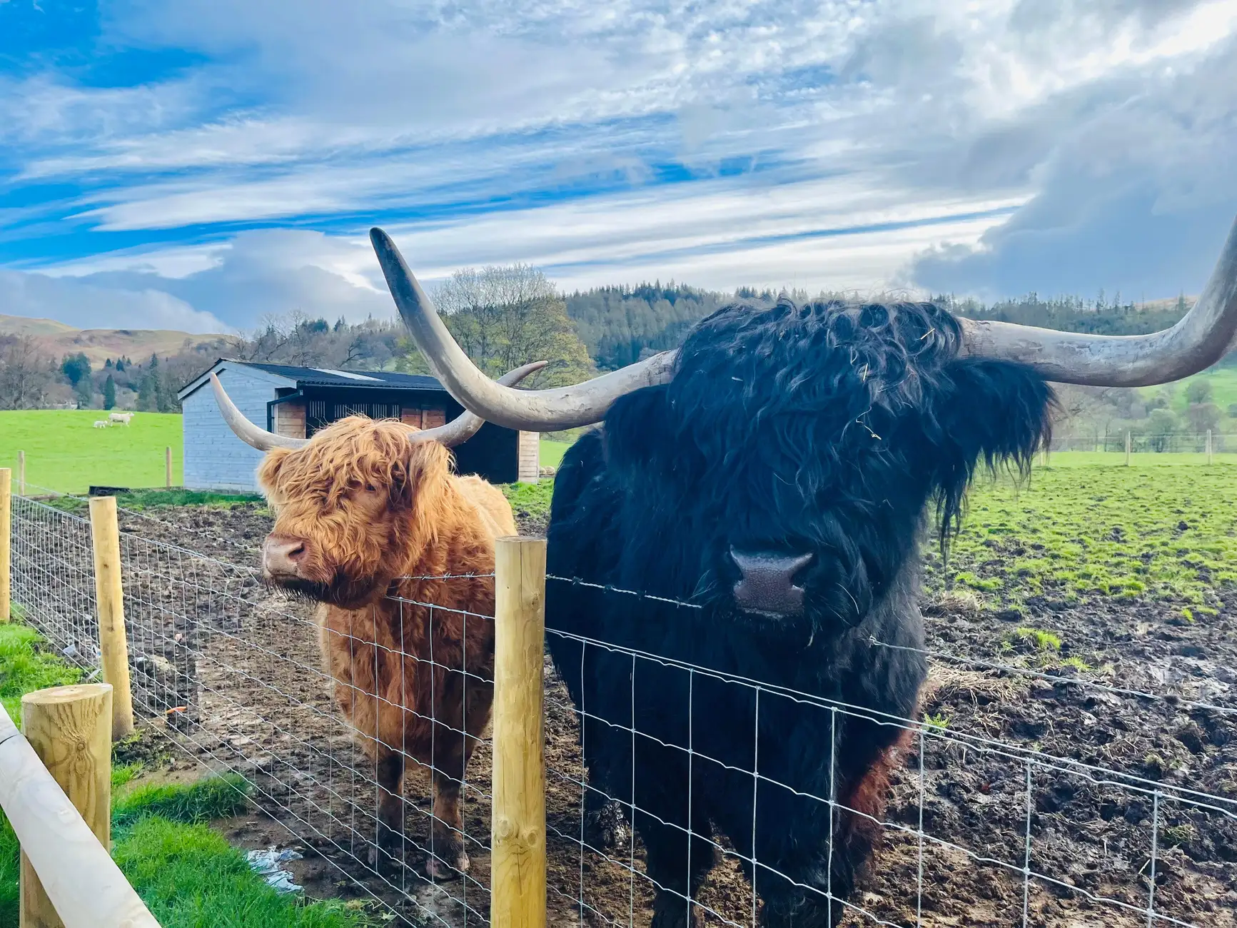 Ab Edinburgh: Tagesausflug zum Glenfinnan Viadukt & den Highlands